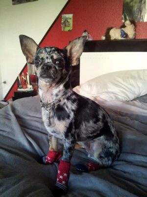 Adorable chihuhua avec ses petites chaussettes pour chien, adorable !-min